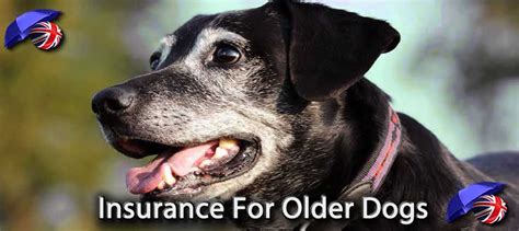 pet insurance for older dogs uk.